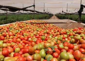 Arancel al tomate pone en riesgo economía agrícola y agudiza el desperdicio alimentario: PAS