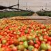 Arancel al tomate pone en riesgo economía agrícola y agudiza el desperdicio alimentario: PAS