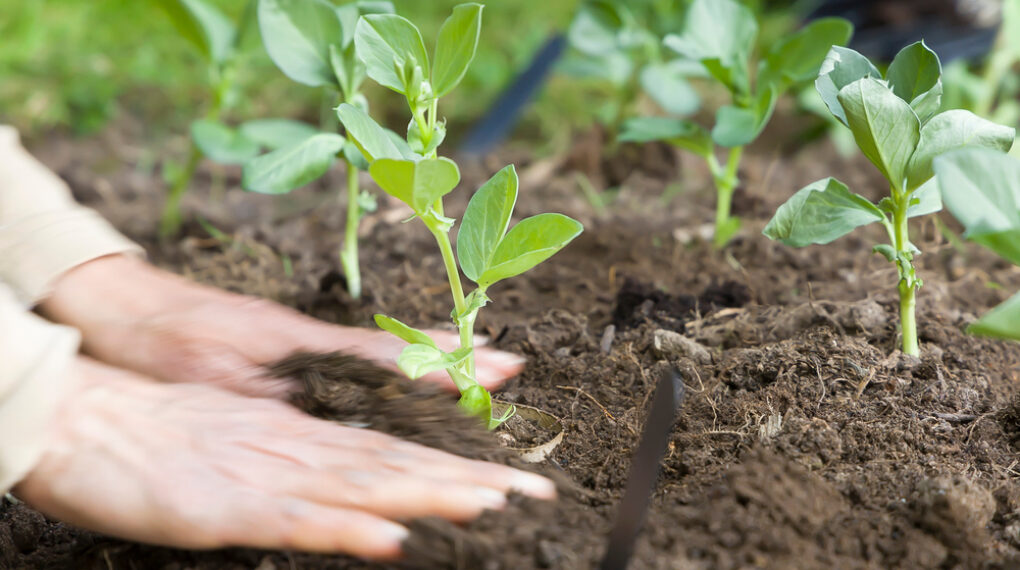 La demanda del frijol de mantiene estable, conoce su precio actual