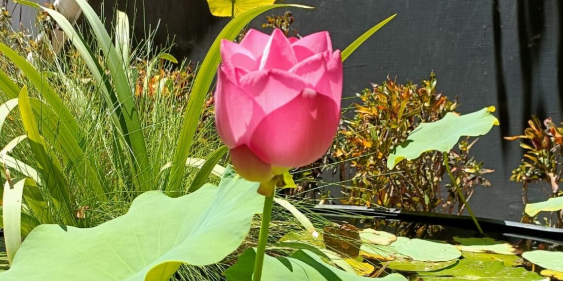 Espectáculo natural:  por segunda ocasión florece la flor de loto en el  Parque Sinaloa