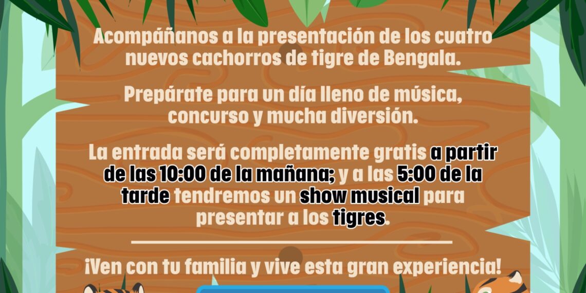 El Zoológico de Culiacán invita a dar la bienvenida a los nuevos cuatro cachorros de Tigre de Bengala