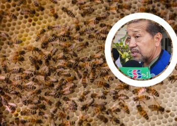 Más de 100 picaduras: menor sufre ataque de abejas en Cohuibampo – NR | NOTICIAS