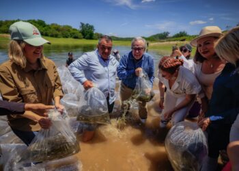 Fortalece gobernador Rubén Rocha en Sinaloa, pesca comercial y deportiva con 24.5 millones de alevines
