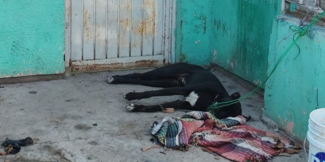 Atado con un alambre y bajo el sol: perro muere por golpe de calor en Los Mochis – NR | NOTICIAS