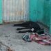 Atado con un alambre y bajo el sol: perro muere por golpe de calor en Los Mochis – NR | NOTICIAS