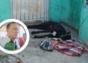 Perro muere amarrado bajo el sol en Villas Monterrey; alcalde llama a la empatía y espera respuesta de Fiscalía – NR | NOTICIAS
