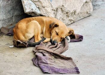 Colectivos de Los Mochis alzan la voz: convocan a marcha por los animales