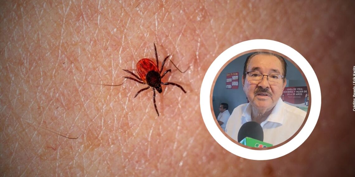 Llaman a prevenir la rickettsiosis con higiene y cuidado animal – NR | NOTICIAS