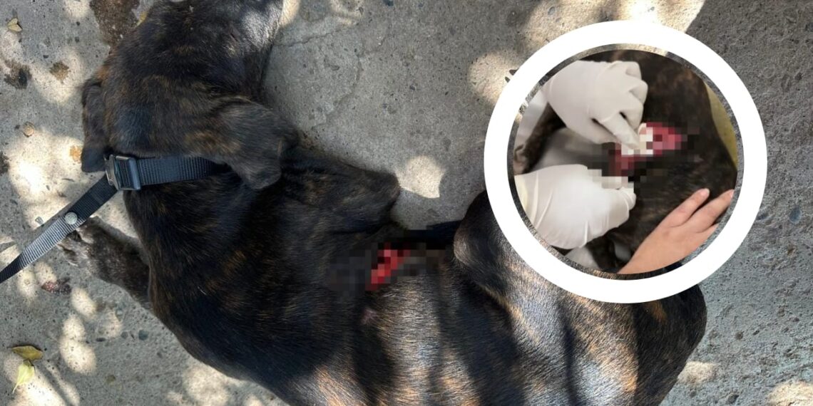 Rescatan a perrito herido en la colonia Jaramillo; hacen llamado a la conciencia y el cuidado animal – NR | NOTICIAS