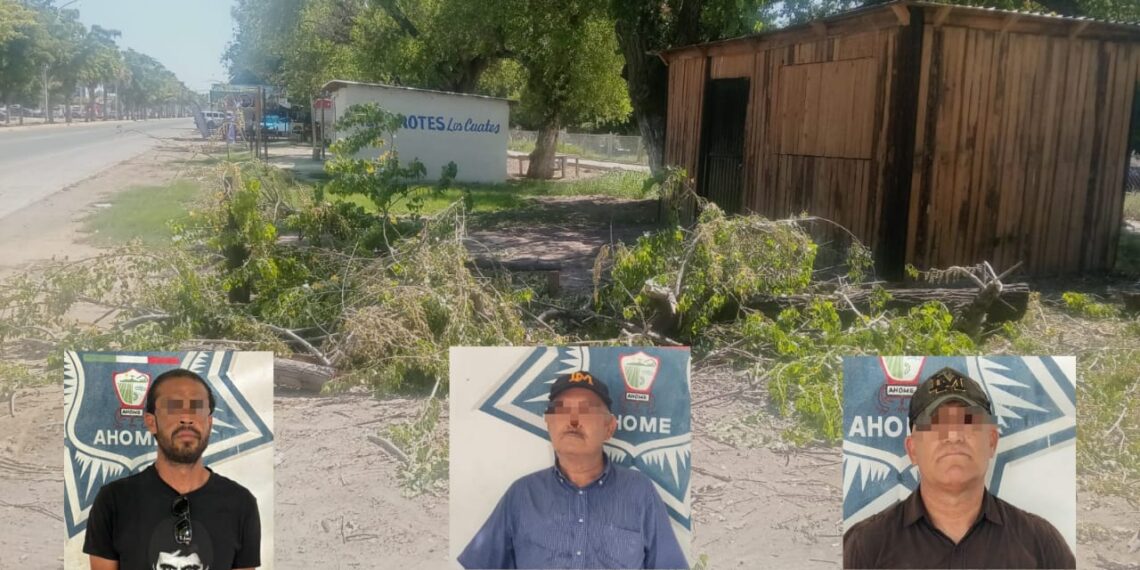 Detienen a tres sujetos en Los Mochis por quemar y cortar un árbol