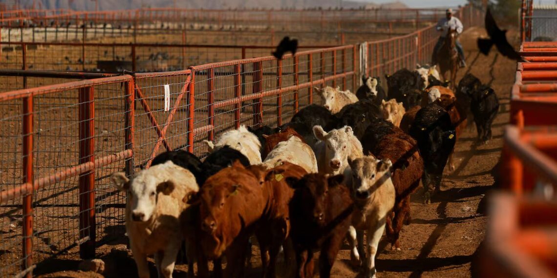 Salud confirma más casos por infección de gusano barrenador