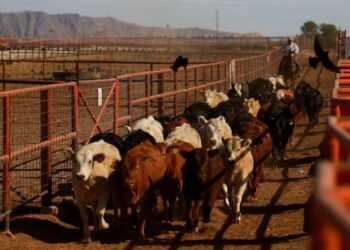 Salud confirma más casos por infección de gusano barrenador