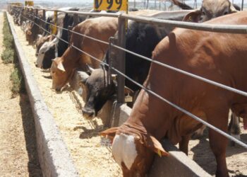 Productores de carne lamentan nuevo cierre de frontera a ganado mexicano por parte de EE.UU.