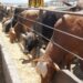 Productores de carne lamentan nuevo cierre de frontera a ganado mexicano por parte de EE.UU.
