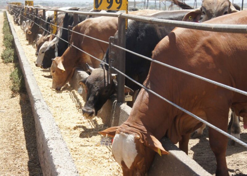 Productores de carne lamentan nuevo cierre de frontera a ganado mexicano por parte de EE.UU.