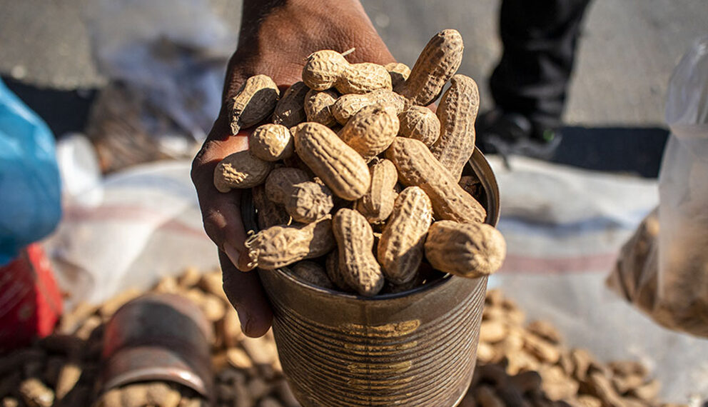 78 agricultores reciben apoyo para sembrar cacahuate