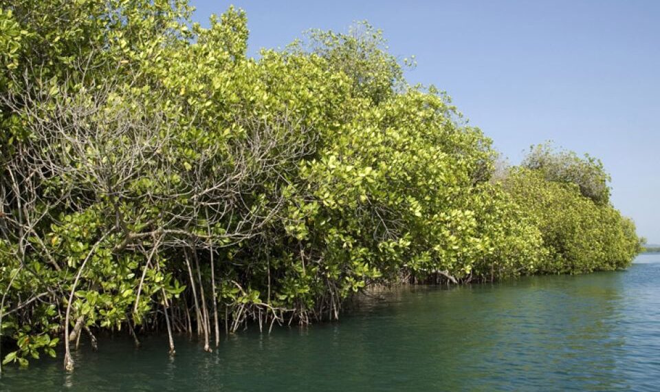 Manglares en Sinaloa: ecosistemas clave para la pesca y la biodiversidad