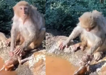 ¿Es real? Mamá mono causa revuelo en redes por la curiosa manera en la que baña a su bebé