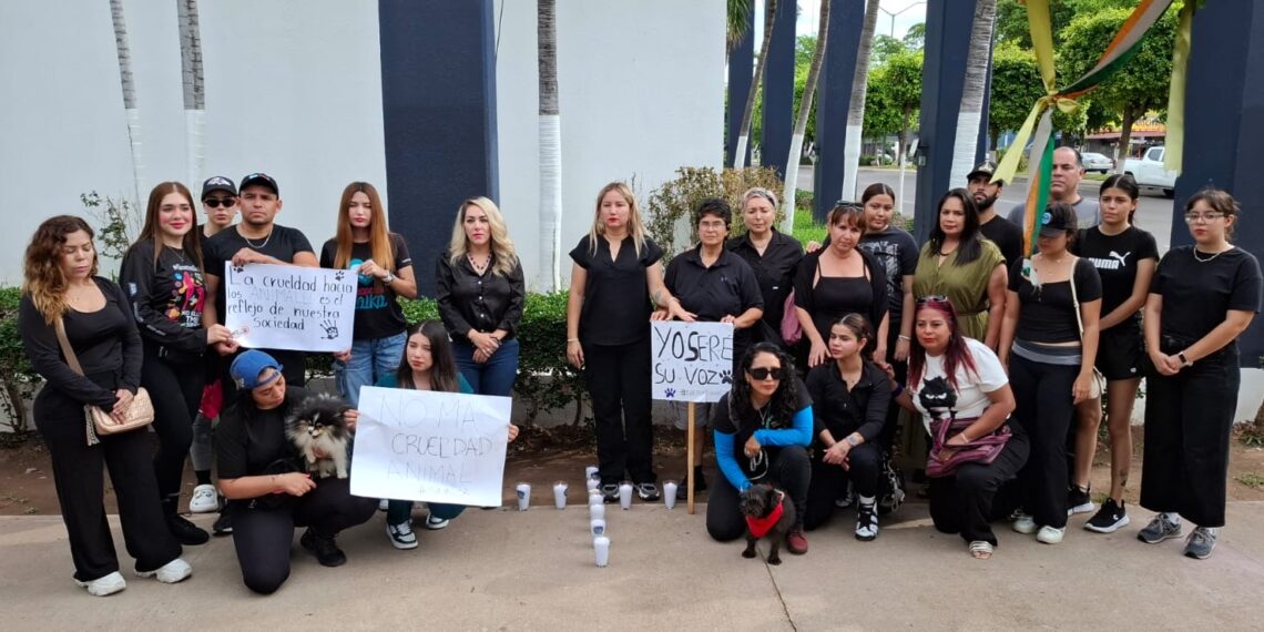 Exigen justicia por “Bobby”, perro atacado con machete en Culiacán; proponen crear Fiscalía de Protección Animal