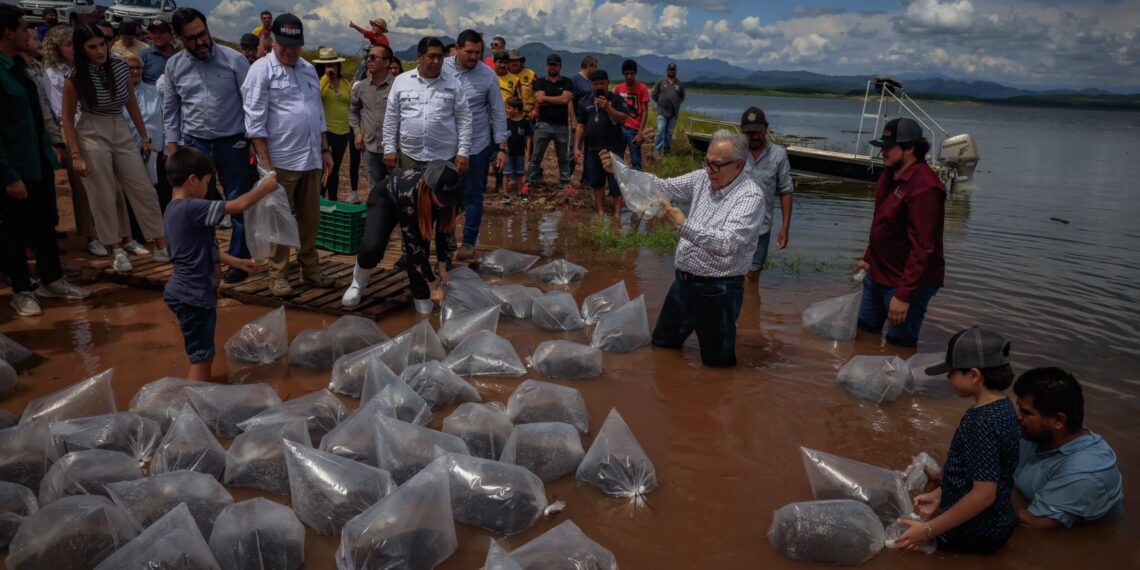 Inicia el gobernador Rocha con la siembra de alevines en la presa Sanalona y 13 embalses más de Culiacán