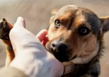 Dan último adiós a “Esperanza” perrita que murió tras una herida de bala en Culiacán