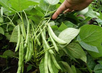 Producción de frijol pinto en Sinaloa enfrenta crisis por saturación y bajos precios