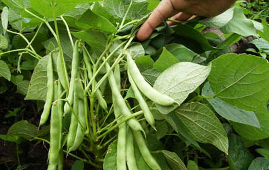 Producción de frijol pinto en Sinaloa enfrenta crisis por saturación y bajos precios