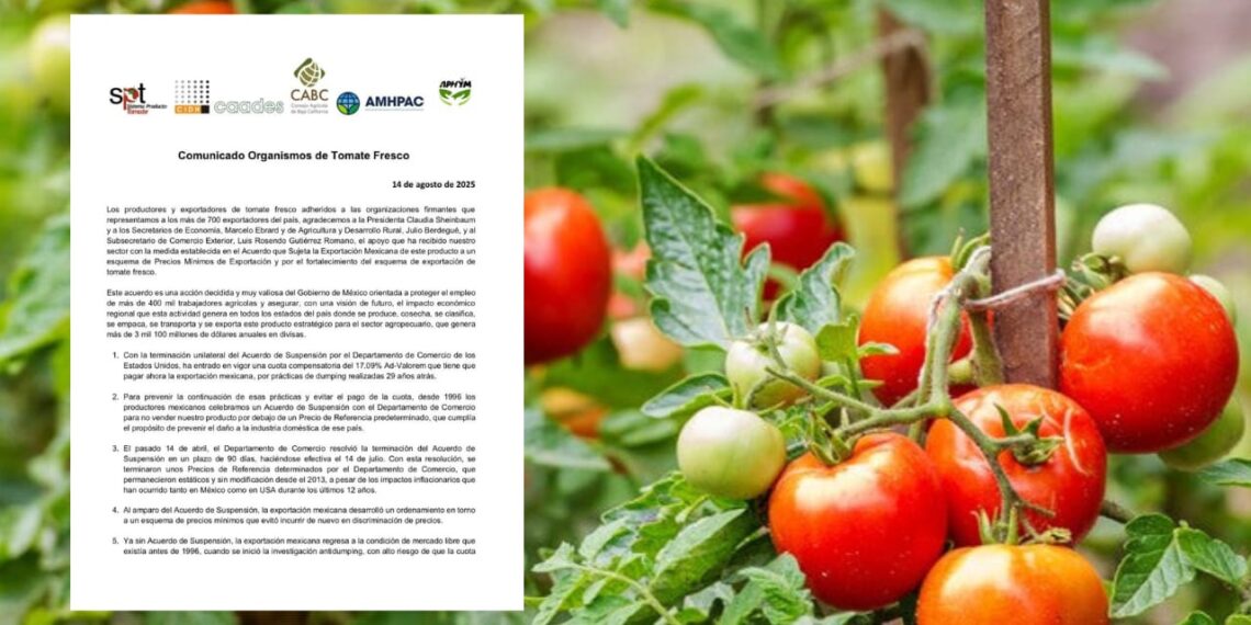 Productores de tomate agradecen a Gobierno de México por precios mínimos de exportación