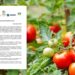 Productores de tomate agradecen a Gobierno de México por precios mínimos de exportación