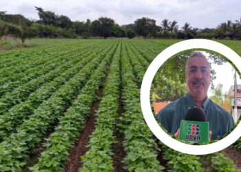 Siembra de hortalizas en pausa por sequía, conoce en que nivel operan las presas del norte – NR | NOTICIAS