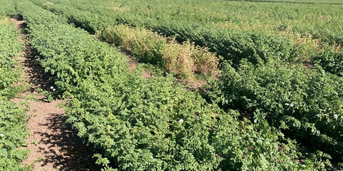 Garbanzo, cultivo clave ante sequía: COUC urge garantizar semilla de calidad