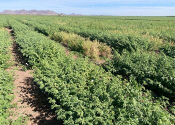 Garbanzo, cultivo clave ante sequía: COUC urge garantizar semilla de calidad