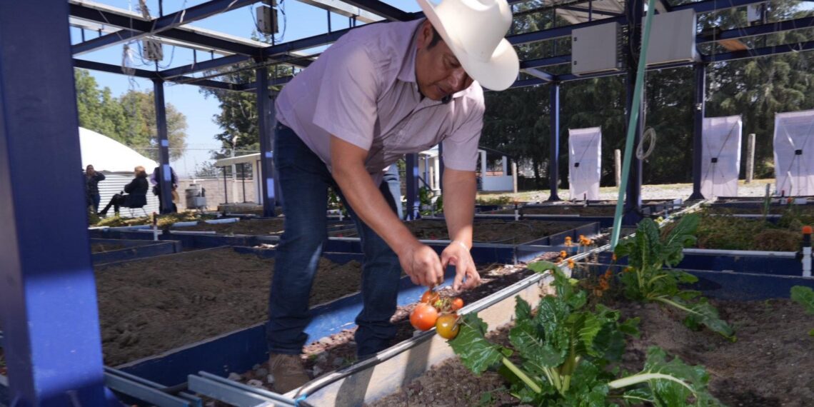 La técnica agrovoltaica, una innovación que optimiza el uso del suelo, genera energía renovable y mejora la producción en los campos agrícolas