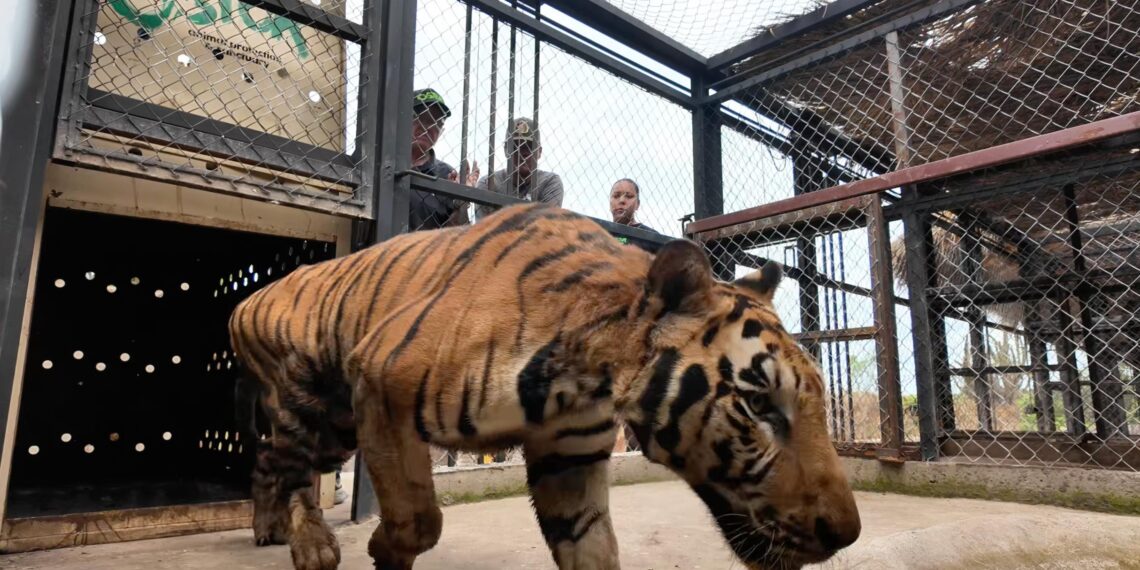 Rescatan 16 grandes felinos en medio de la violencia en Sinaloa