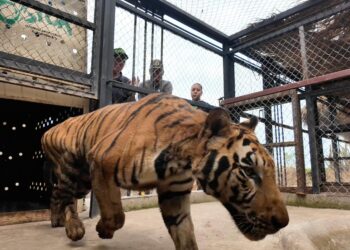 Rescatan 16 grandes felinos en medio de la violencia en Sinaloa