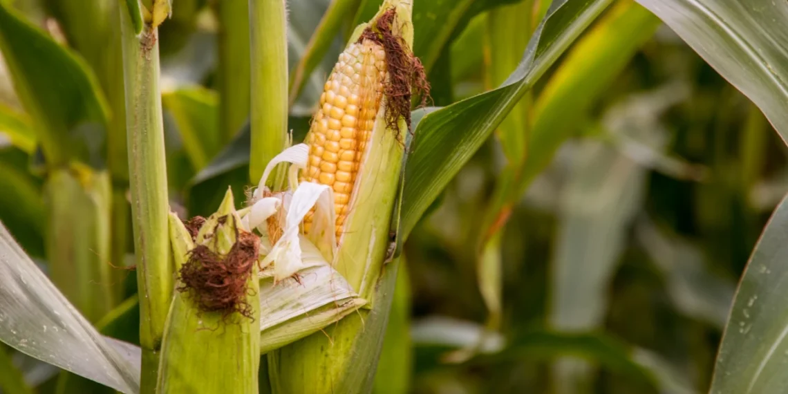 Campesinos de Sinaloa exigen que el campo sea prioridad en revisión del T-MEC