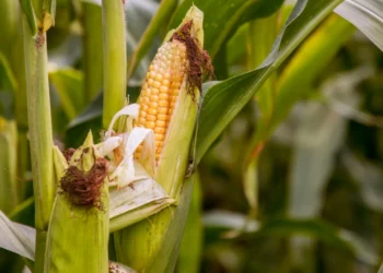 Campesinos de Sinaloa exigen que el campo sea prioridad en revisión del T-MEC
