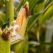 Campesinos de Sinaloa exigen que el campo sea prioridad en revisión del T-MEC