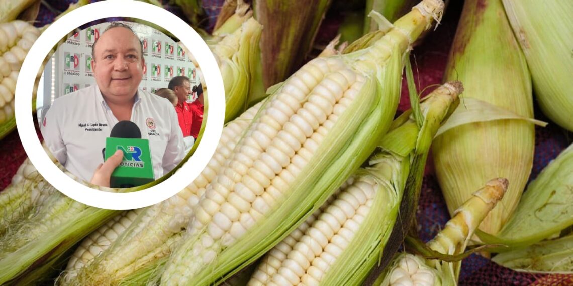 “Mínimo 20 mil mdp”: Liga agraria pide apoyo federal para productores de granos básicos en Sinaloa – NR | NOTICIAS