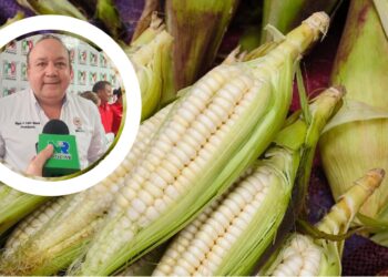 “Mínimo 20 mil mdp”: Liga agraria pide apoyo federal para productores de granos básicos en Sinaloa – NR | NOTICIAS