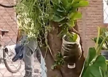 Vecinos denuncian caso de maltrato animal en Ejido Primero de mayo; Vicefiscalía investiga – NR | NOTICIAS