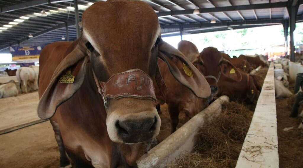 Estados Unidos alerta por caso de gusano barrenador en Sabinas Hidalgo, Nuevo León