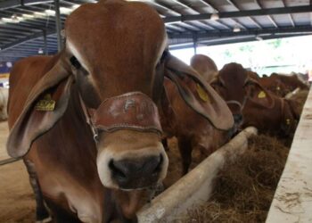 Estados Unidos alerta por caso de gusano barrenador en Sabinas Hidalgo, Nuevo León