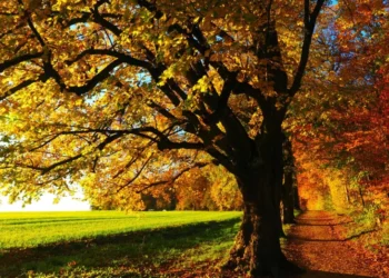 Otoño 2025: ¿a qué hora es el equinoccio?