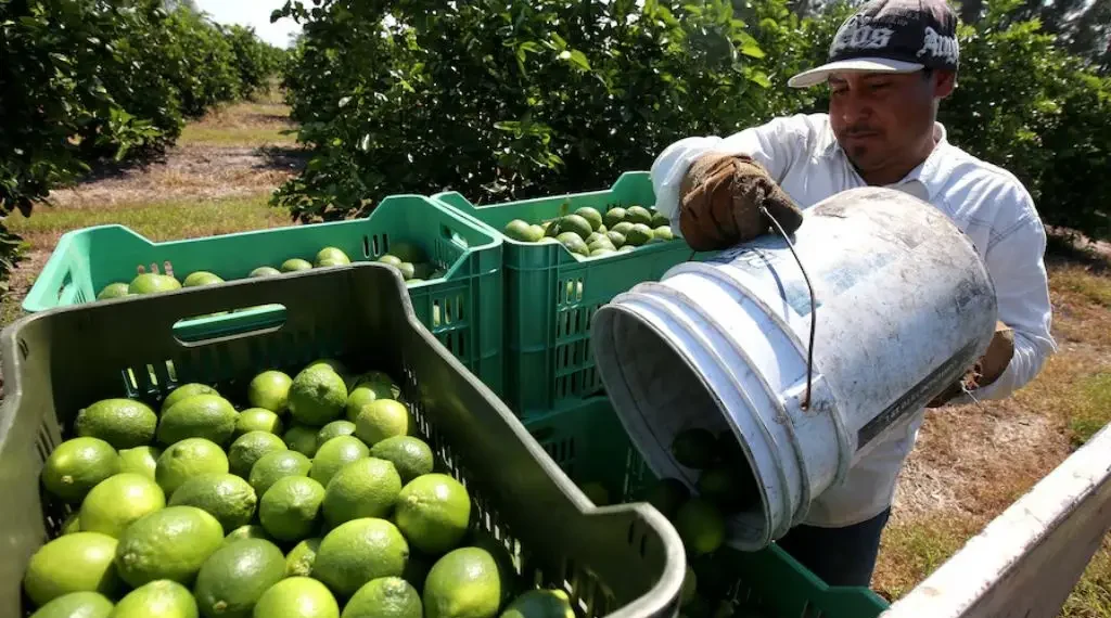 Reforzarán seguridad en Michoacán para proteger a productores de cítricos