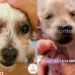 ¡Buenas noticias! Cerecito, cachorrito de la perrita Cereza ¡ya abrió sus ojitos!