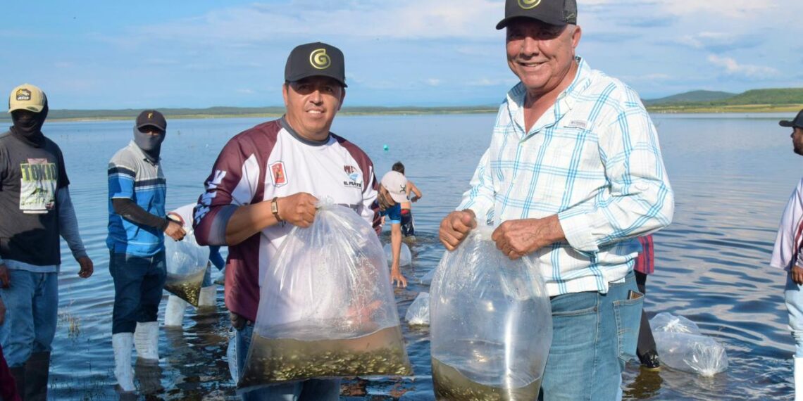 ¡El Fuerte es pesca!: Realizan repoblamiento de 700 mil alevines en la presa Josefa Ortiz de Domínguez
