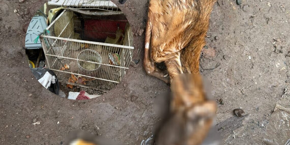 ¡Indignación en Prado Bonito! Localizan a perro muerto y cubierto con tablas – NR | NOTICIAS