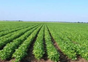 Productores de Ahome inician con normalidad el ciclo agrícola pese a retos por disponibilidad de agua.