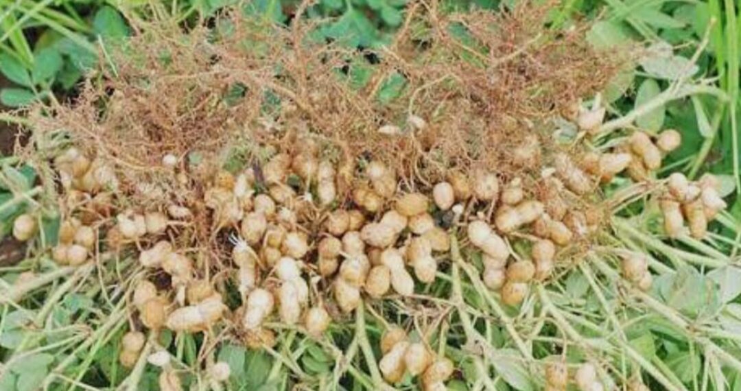 Productores de Choix logran buena cosecha, pero enfrentan precios bajos en comercialización de Cacahuate y Ajonjolí.